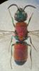 Chrysis daphnis